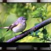 2026 Sony Bravia 7 II True RGB 4K TV Front
