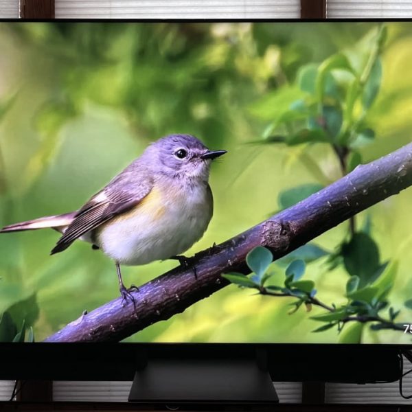 2026 Sony Bravia 7 II True RGB 4K TV Front