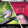 2026 Sony Bravia 7 II vs. Samsung R95H 4K TVs